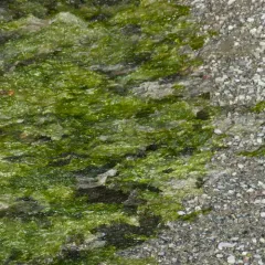 Broadleaf Sea Lettuce thumbnail 2