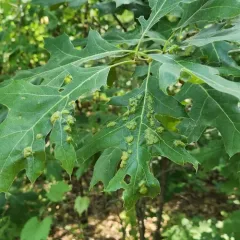 Oak Leaf Blister thumbnail 3