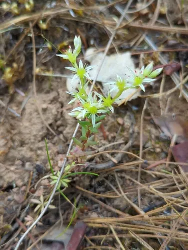 Coast Range Stonecrop