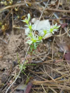 Coast Range Stonecrop thumbnail 1