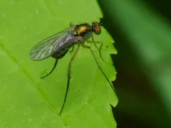 Dolichopus nigricornis thumbnail 4