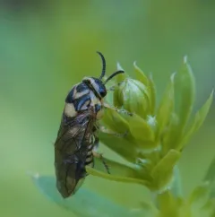 European Spruce Sawfly thumbnail 4