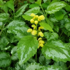yellow archangel thumbnail 2