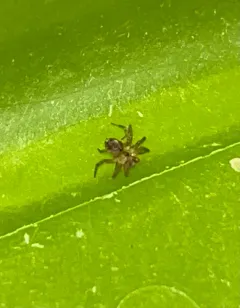 Wall Spider thumbnail 2