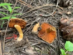 Cortinarius thiersii thumbnail 2