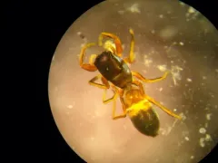Synageles occidentalis thumbnail 2