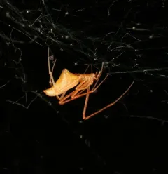 Horned Parasitic Cobweaver thumbnail 3