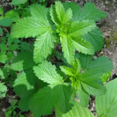 rough cinquefoil thumbnail 2
