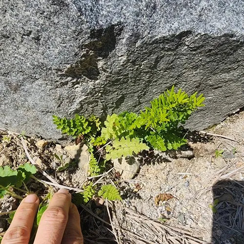 American parsley fern