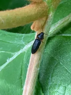Ampedus atripennis thumbnail 2