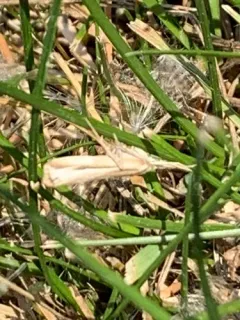 Thaumatopsis fernaldella thumbnail 2