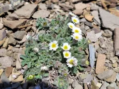 Pale Fleabane thumbnail 4