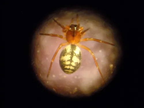 Grammonota kincaidi
