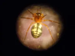Grammonota kincaidi thumbnail 1