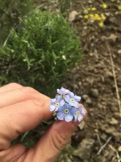 Okanogan Stickseed thumbnail 3