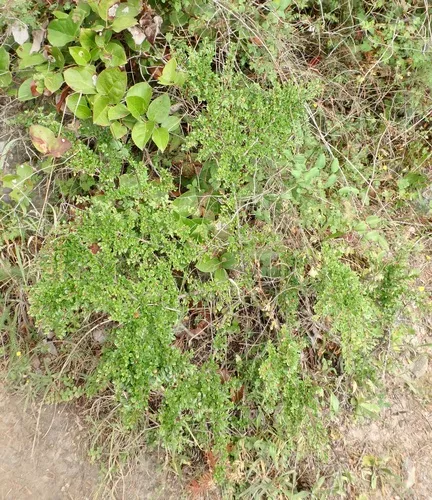 Wall cotoneaster