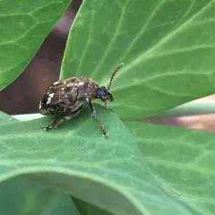 Pea Weevil thumbnail 3