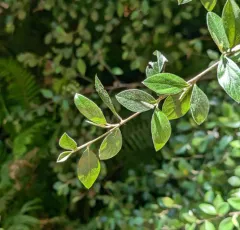 Franchet's cotoneaster thumbnail 2