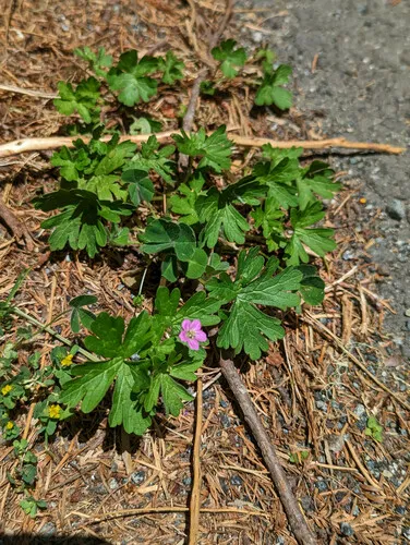 Alderney Crane's-bill