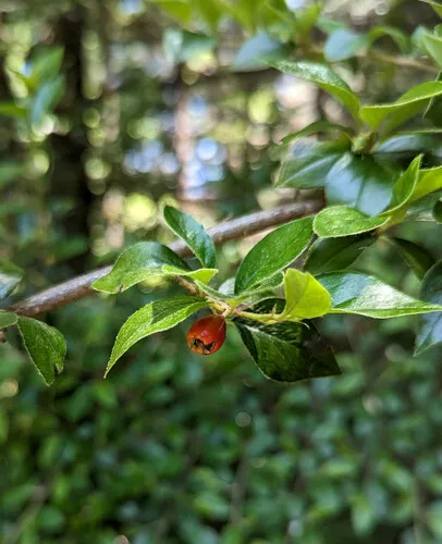 Himalayan cotoneaster