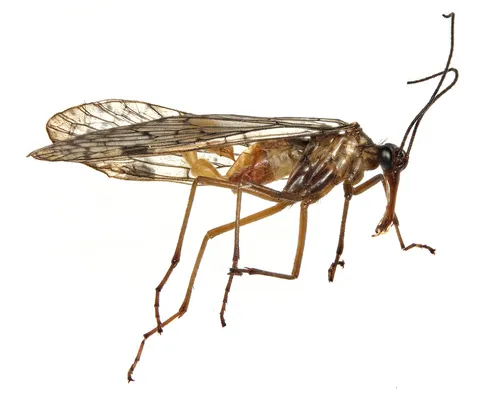 Sharp Scorpionfly