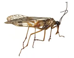 Sharp Scorpionfly thumbnail 1