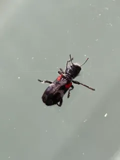Enoclerus schaefferi thumbnail 2