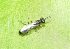 Rhopalum rufigaster thumbnail 3