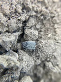 Dermestes caninus thumbnail 3