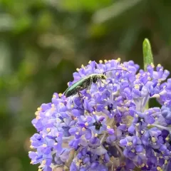 Grammoptera molybdica thumbnail 4