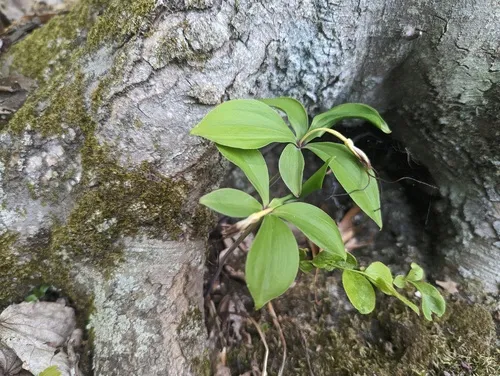 Large Whorled Pogonia