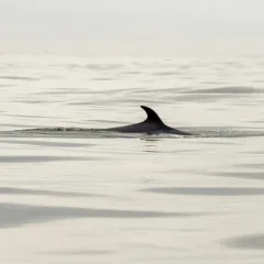 Common Minke Whale thumbnail 3