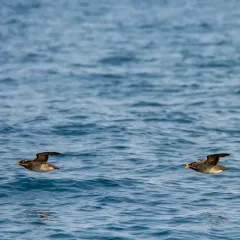 Rhinoceros Auklet thumbnail 3