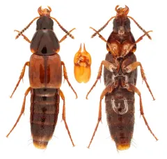 Carphacis effrenatus thumbnail 3