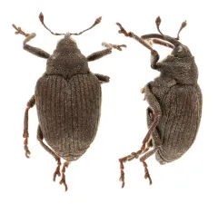 Amalorrhynchus melanarius thumbnail 2