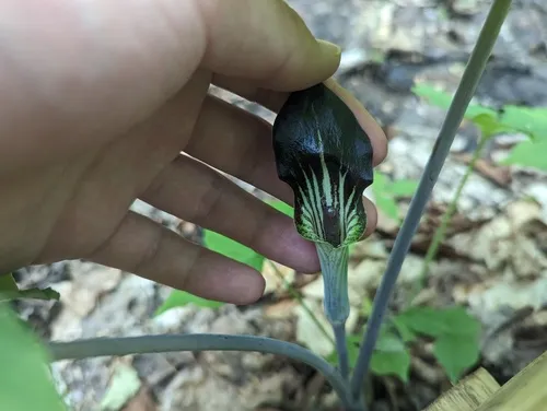 small Jack-in-the-pulpit
