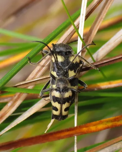 Black-banded Long-horned Beetle
