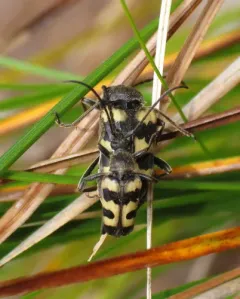 Black-banded Long-horned Beetle thumbnail 1