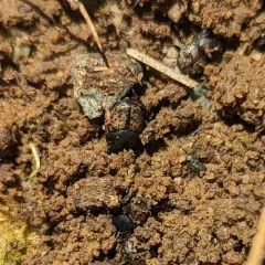 Small black-and-brown Dung Beetle thumbnail 4