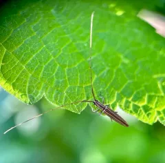 Ribbon Longhorn Beetle thumbnail 3