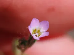 Modoc gilia thumbnail 1