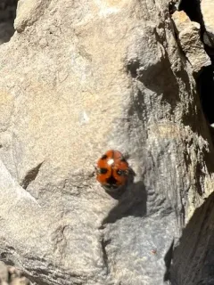 High-country Lady Beetle thumbnail 2