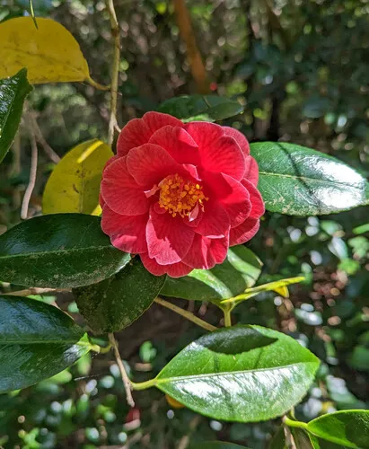 Japanese camellia