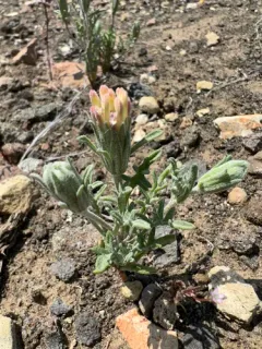 Mojave pincushion thumbnail 2