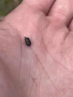 Red-shouldered Leaf Beetle thumbnail 3