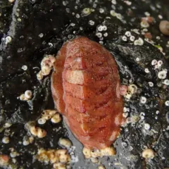 Merten's Chiton thumbnail 2