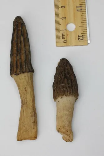 Morchella magnispora