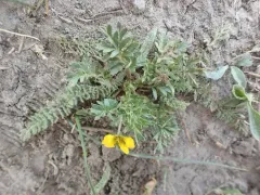 Platte River Cinquefoil thumbnail 1