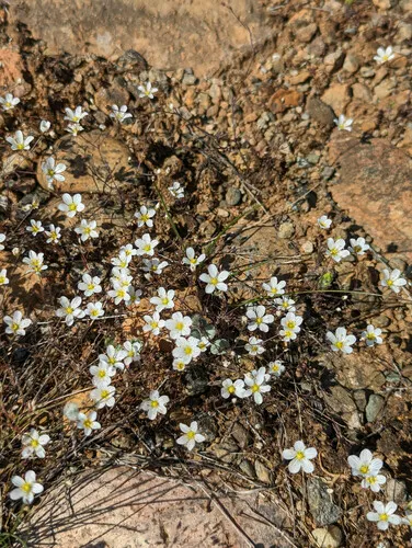 Douglas' stitchwort