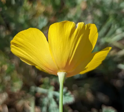Tufted Poppy